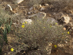 Helianthemum ventosum