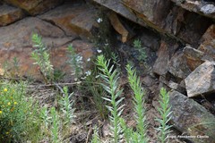 Linaria nivea