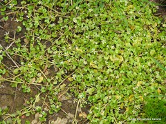Ranunculus omiophyllus