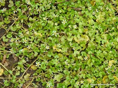 Ranunculus omiophyllus