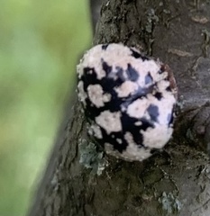 Eulecanium cerasorum