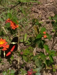 Heliconius clysonymus