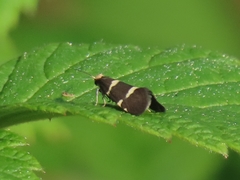 Lampronia flavimitrella