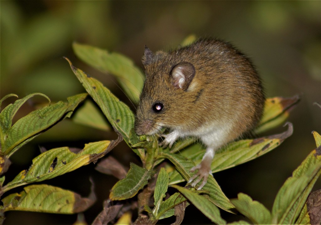 Yellowish Oryzomys