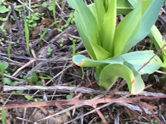 Toxicoscordion fremontii