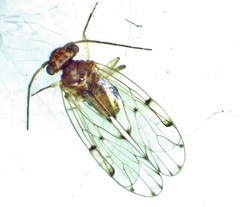 Ectopsocus californicus
