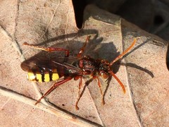 Nomada flava