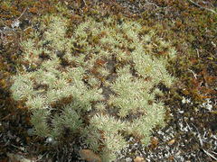 Celmisia sessiliflora