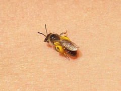 Andrena ventralis