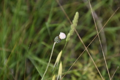 Tyrimnus leucographus