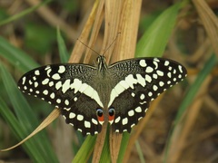 Papilio de Los Cítricos - Photo (c) magdastlucia, algunos derechos reservados (CC BY-NC), subido por magdastlucia