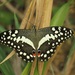 Citrus Swallowtail - Photo (c) magdastlucia, some rights reserved (CC BY-NC), uploaded by magdastlucia