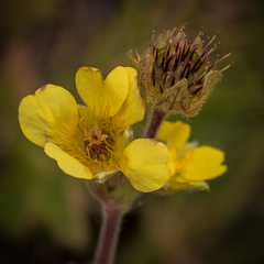 Geum capense