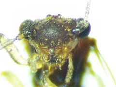 Ectopsocus californicus