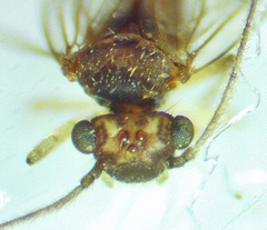 Ectopsocus californicus