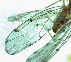 Ectopsocus californicus