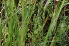 Tyrimnus leucographus