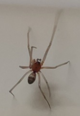 Steatoda grossa