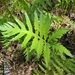 Sensitive Fern - Photo (c) Ruth, some rights reserved (CC BY-NC), uploaded by Ruth