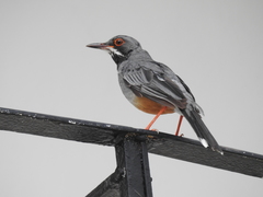 Turdus plumbeus