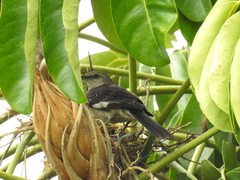 Mimus polyglottos
