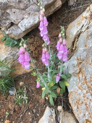 Digitalis