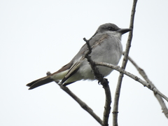 Tyrannus dominicensis