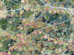 Rumex sagittatus