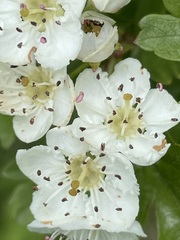 Crataegus × media