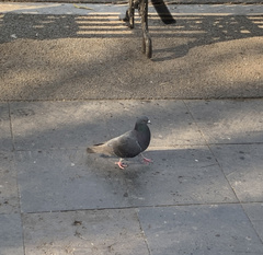 Columba livia