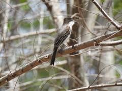 Tyrannus caudifasciatus
