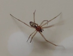 Steatoda grossa