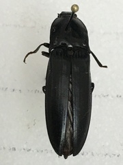 Melanactes