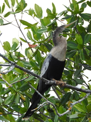 Anhinga anhinga