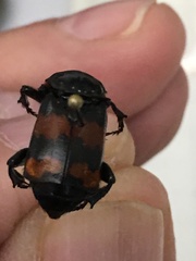 Nicrophorus guttula