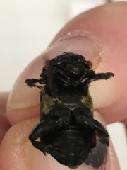 Nicrophorus guttula