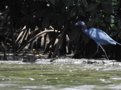 Egretta caerulea