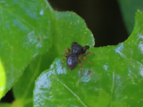 Oak Jumping Spider, Wageningen, Nederland, photo 8 of 10