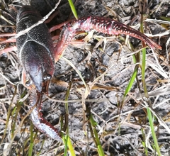 Procambarus clarkii