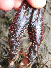 Procambarus clarkii