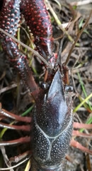 Procambarus clarkii