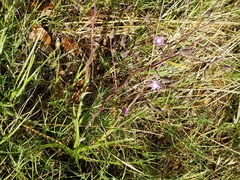 Lactuca graminifolia