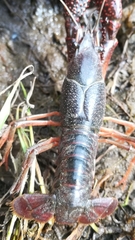 Procambarus clarkii