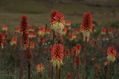 Kniphofia caulescens