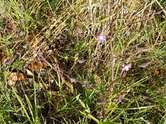 Lactuca graminifolia