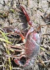 Procambarus clarkii