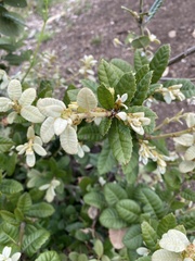 Notholithocarpus