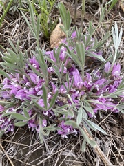 Astragalus tridactylicus