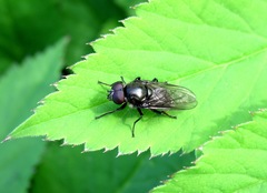 Cheilosia albitarsis