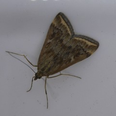 Loxostege sticticalis
